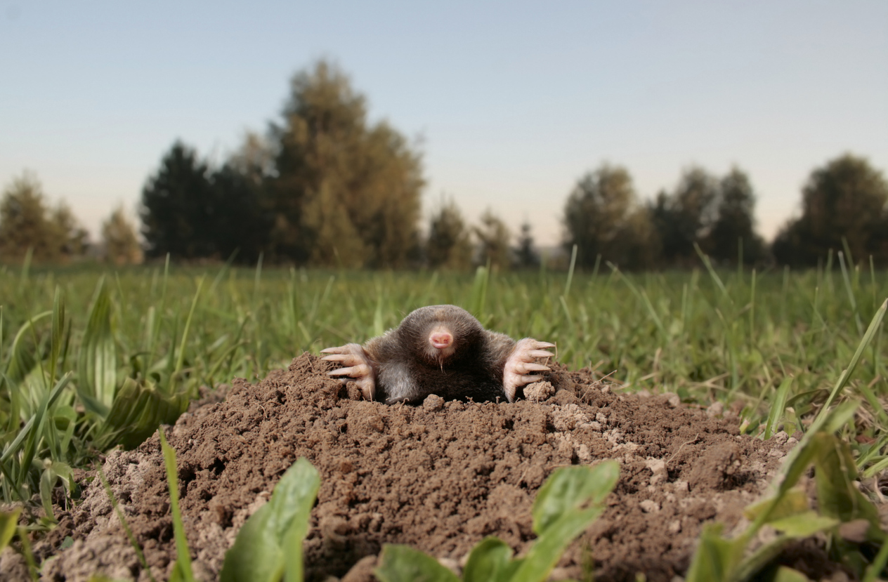 black mole in open air, molehill

