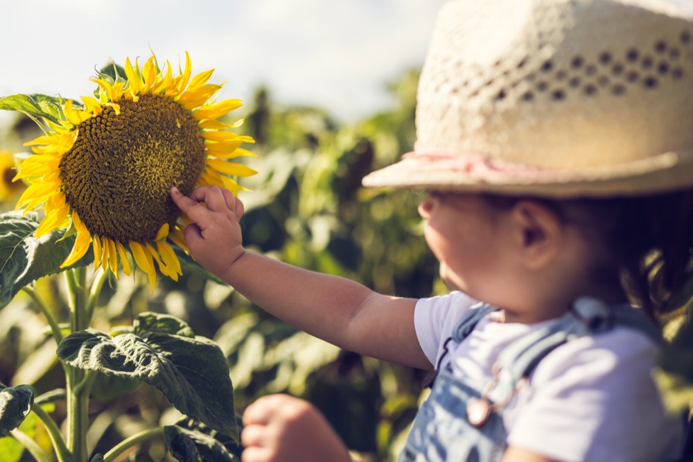 3 years old child is playing and discovering the field of sunflower. She is very happy because of that