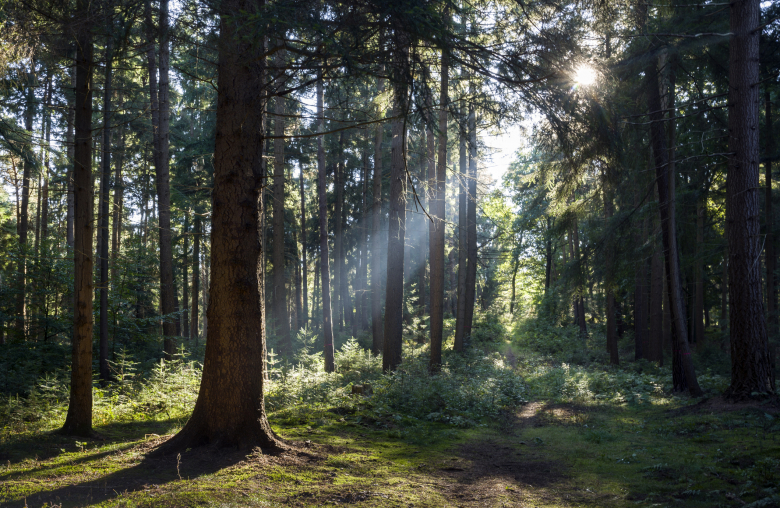 Beruhigende Wirkung: Der Aufenthalt im Wald lässt Blutdruck und Stresslevel sinken.