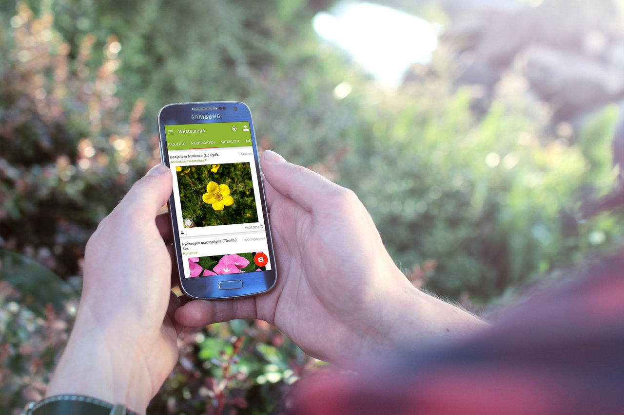 Schlauer mit PlantNet: Die App hilft dabei, Wildpflanzen zu bestimmen.