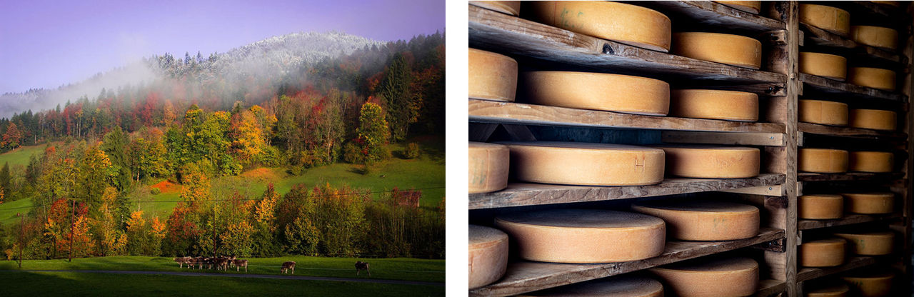 Landschaft und Käse geniessen: Käsestrasse im Bregenzerwald