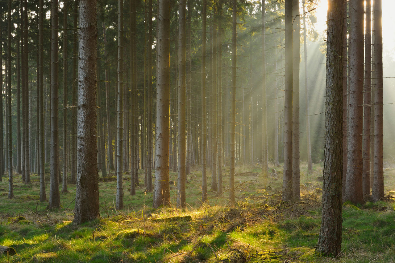 Für wärmeres Klima wenig geeignet: Fichtenwald