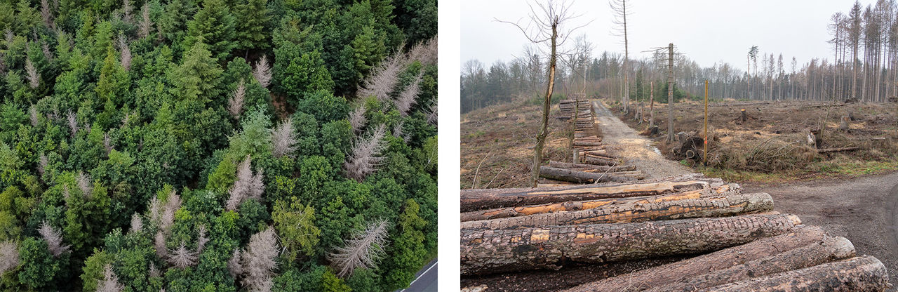 Borkenkäferplage, links: vereinzelte betroffene Bäume, rechts: großflächige Rodung