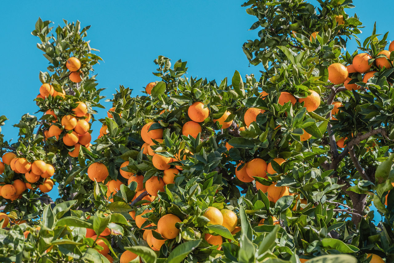 In Südspanien gibt es zu viele Orangen